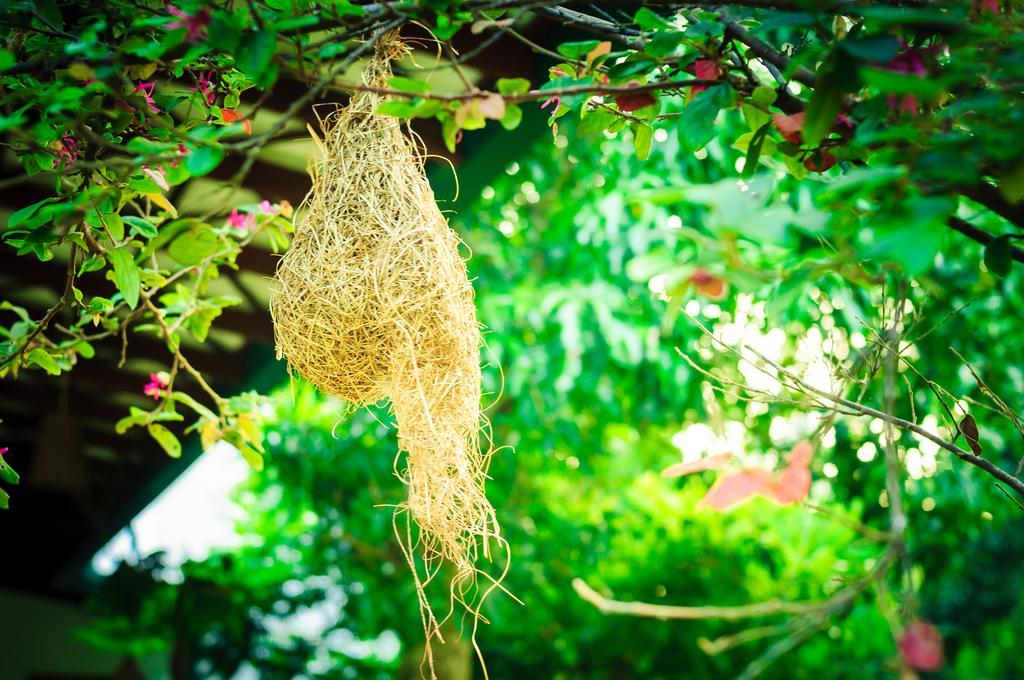 Hotel Garcinia Leaf Hikkaduwa Zewnętrze zdjęcie
